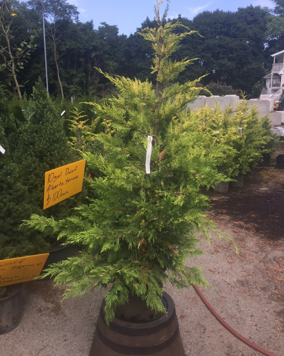 Gold Rider Leyland Cypress