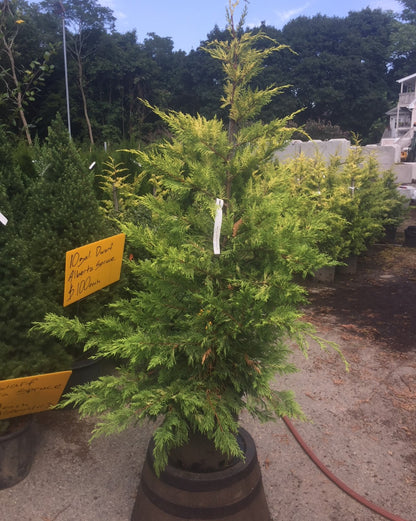 Gold Rider Leyland Cypress