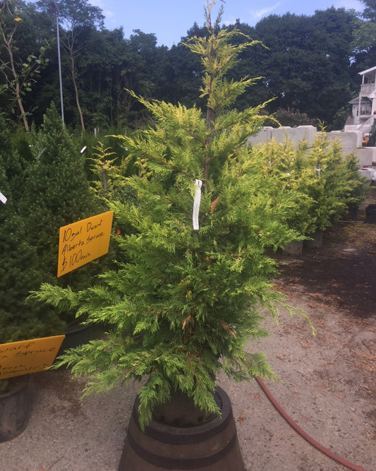 Gold Rider Leyland Cypress