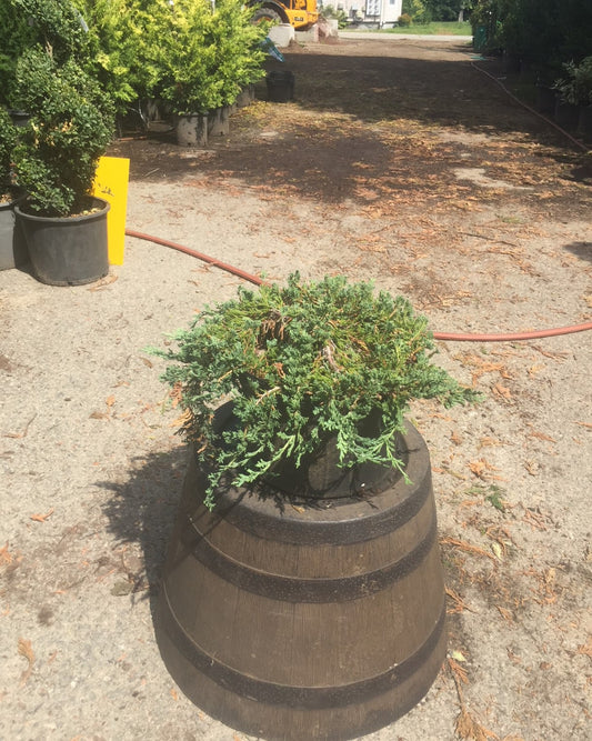 Creeping Juniper