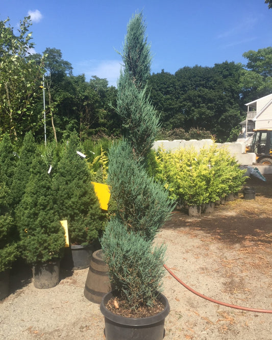 Blue Point Juniper Spiral