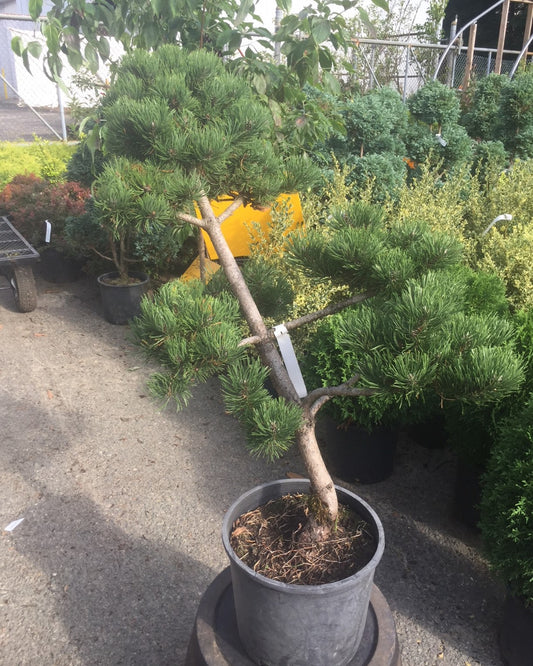 Oregon Green Pine Topiary