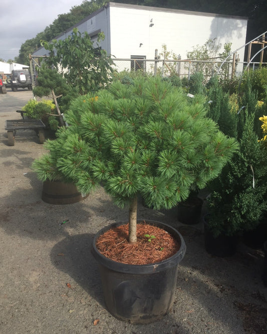 Dwarf White Pine Standard