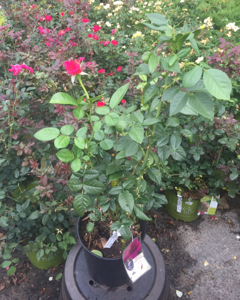 Pretty Lady Downtown Abbey Rose