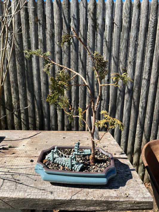 Wells Special Hinoki Cypress Bonsai