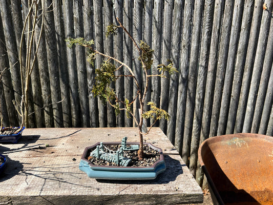 Wells Special Hinoki Cypress Bonsai
