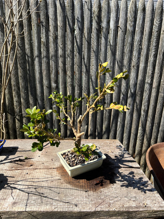 Winter Gem Boxwood Bonsai