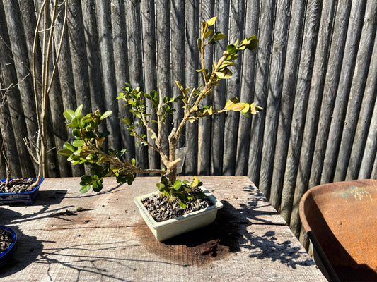 Winter Gem Boxwood Bonsai