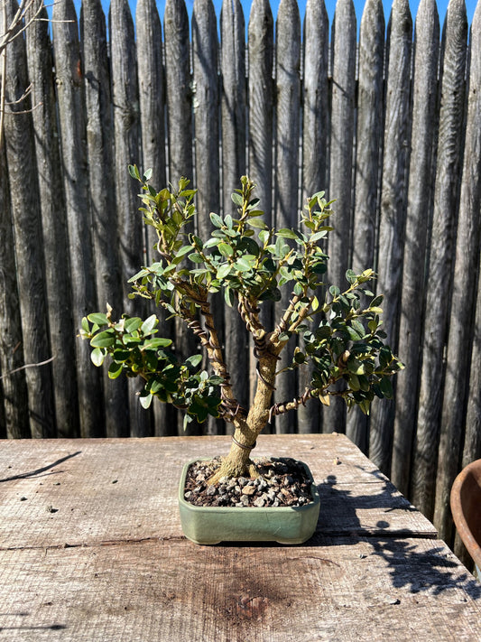 Green Mountain Boxwood Bonsai