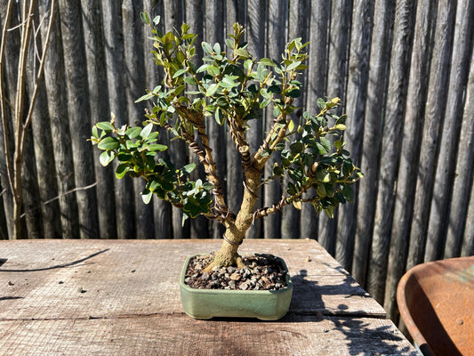 Green Mountain Boxwood Bonsai