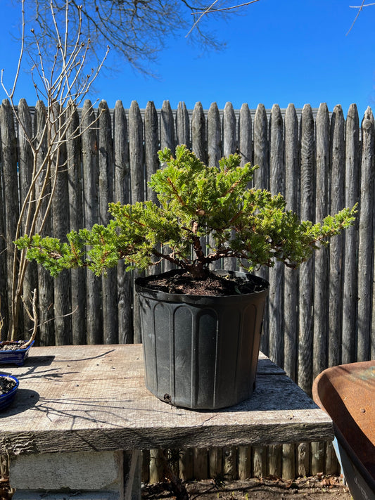 3 gallon Dwarf Japanese Garden Juniper Bonsai