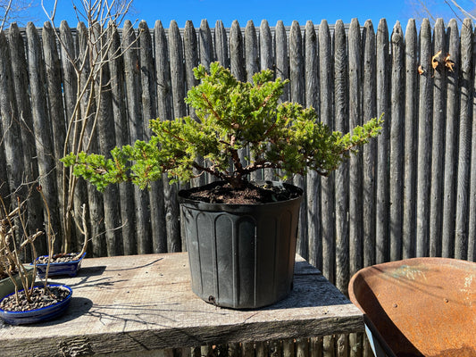 3 Gallon Dwarf Japanese Garden Juniper Bonsai