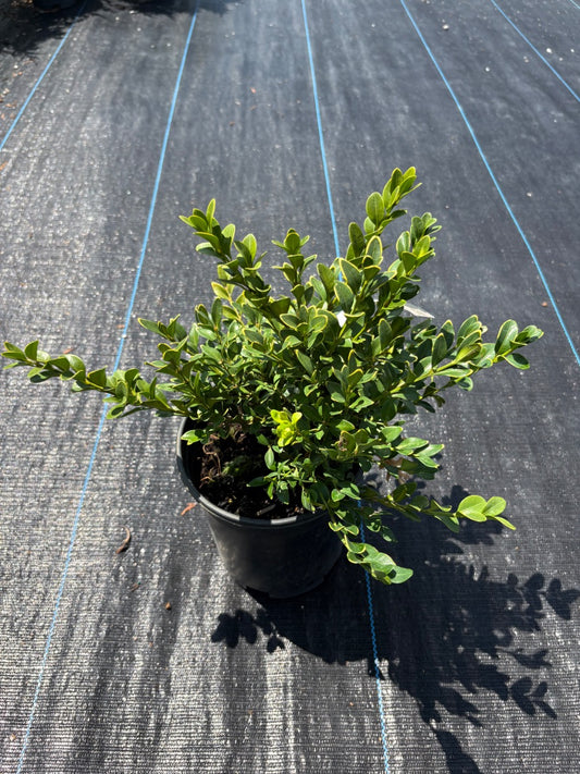 Green Velvet Boxwood
