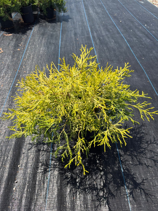 Gold Mop False Cypress