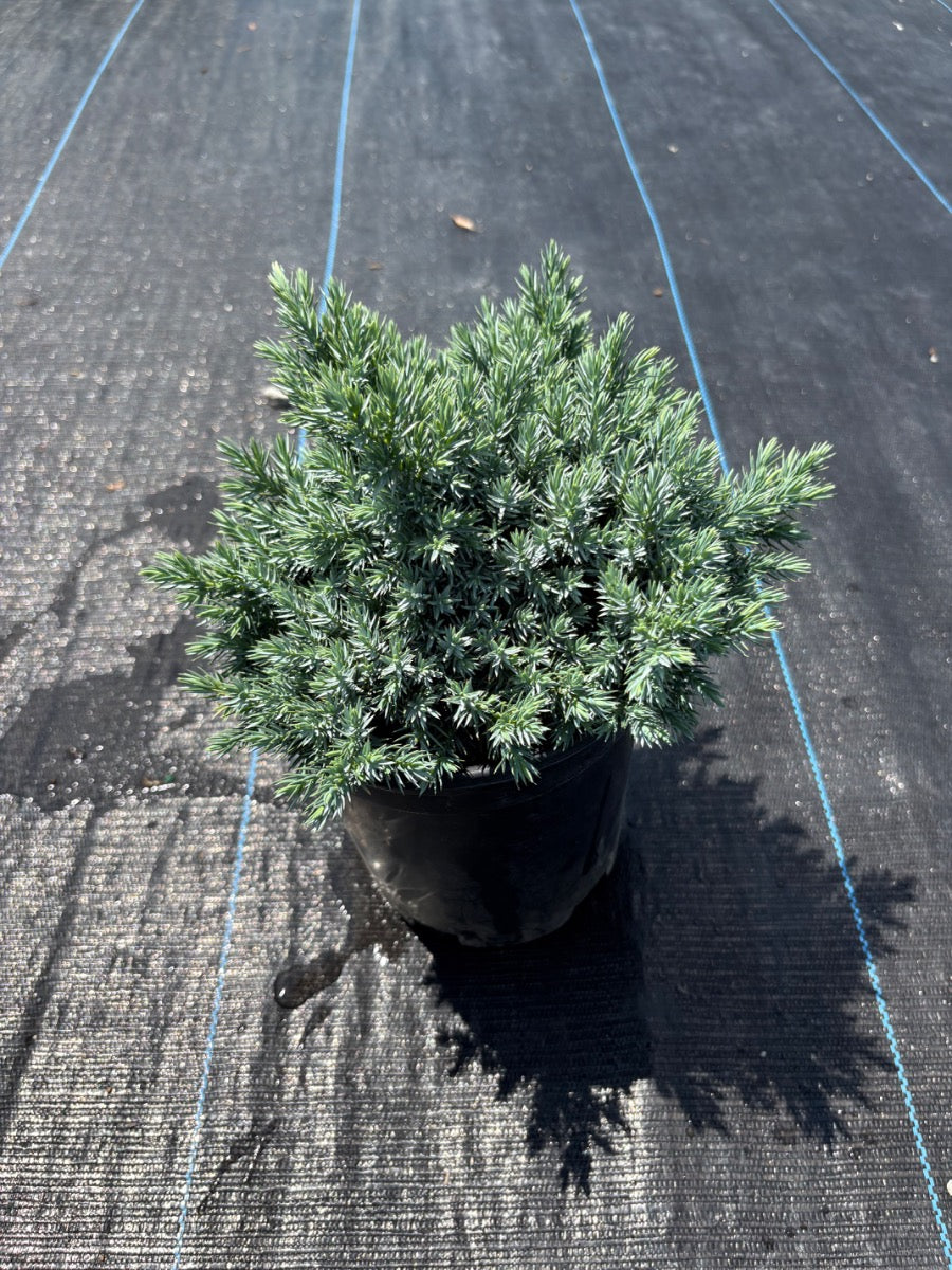Blue Star Juniper