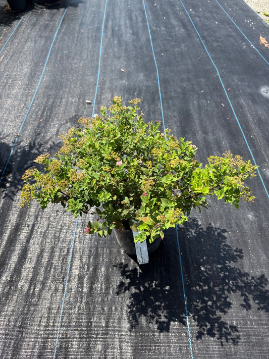 Little Princess Spirea