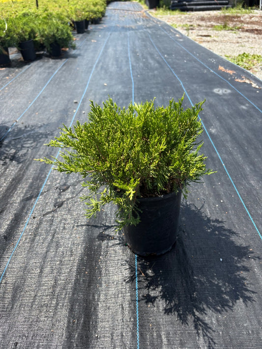Broadmoor Juniper