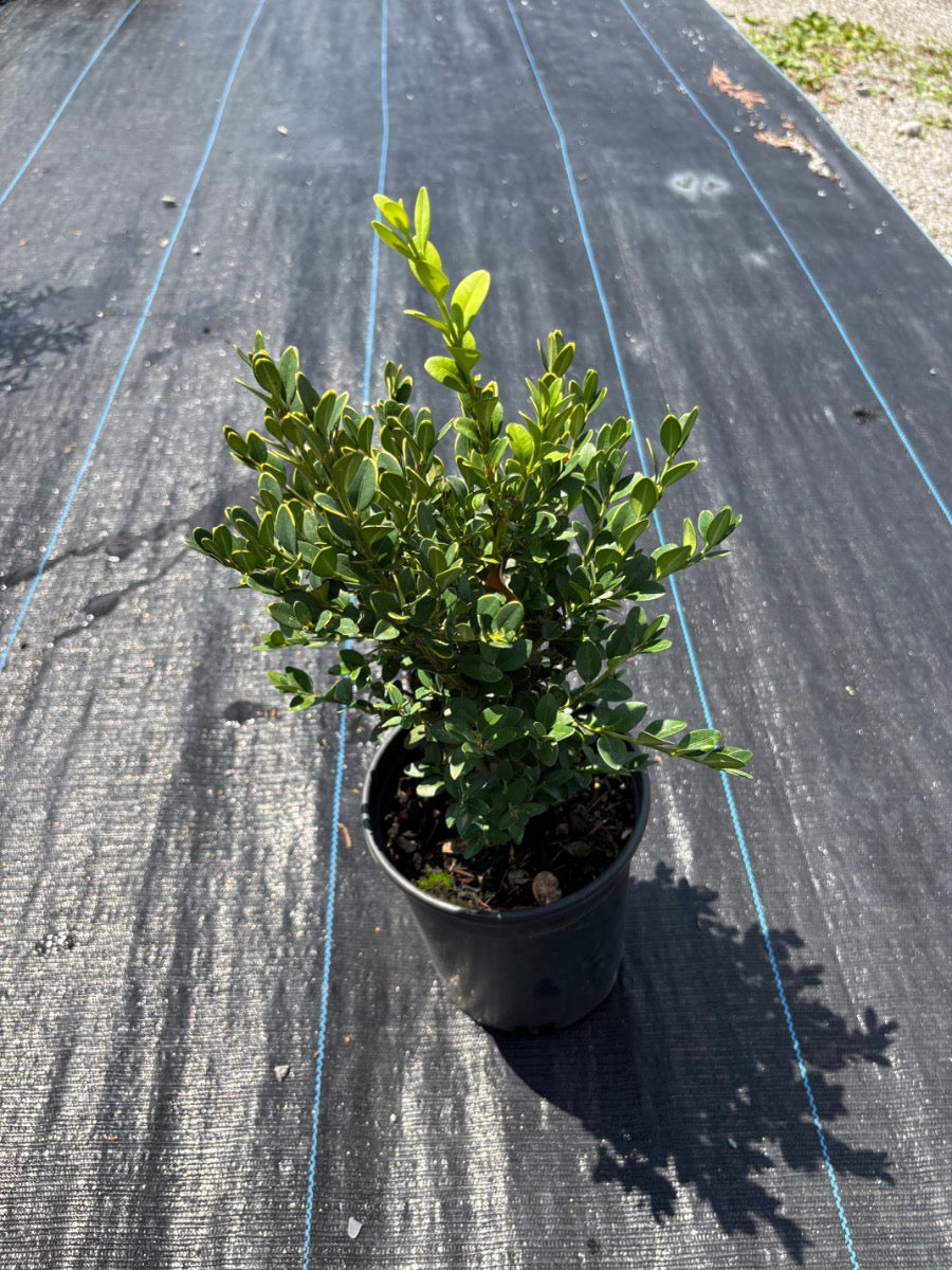 Green Mountain Boxwood