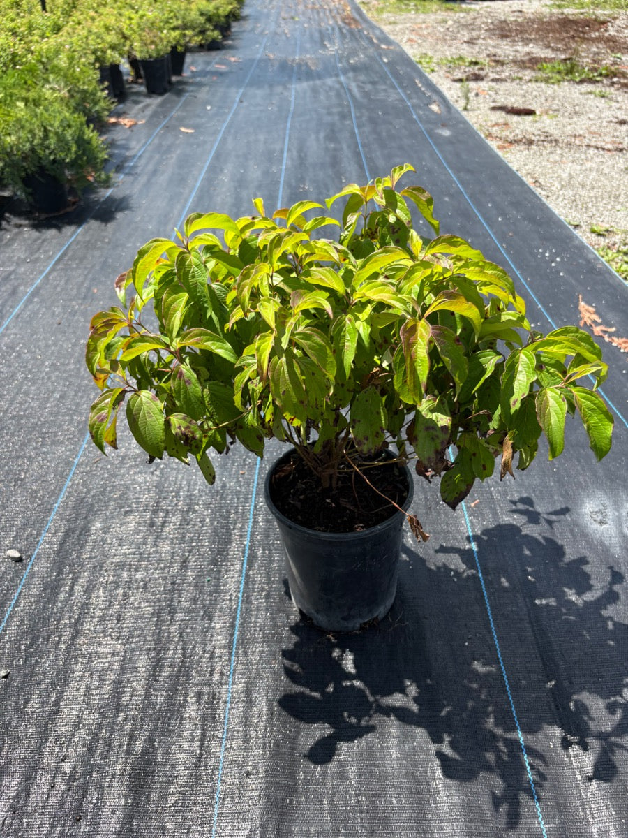 Kelseyi Red Twig Dogwood