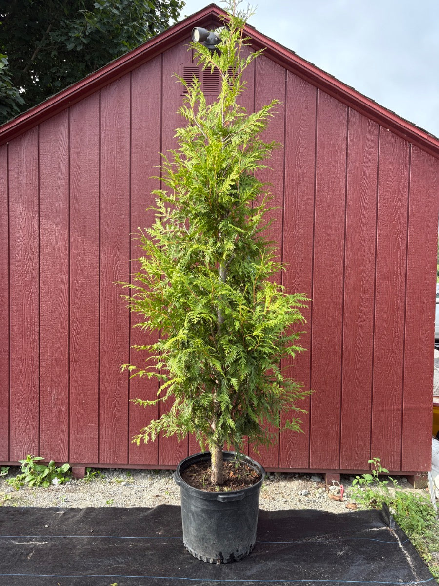 Spring Grove Trees Spring Grove Arborvitae – Treesdelivered.com by Wilscape, LLC