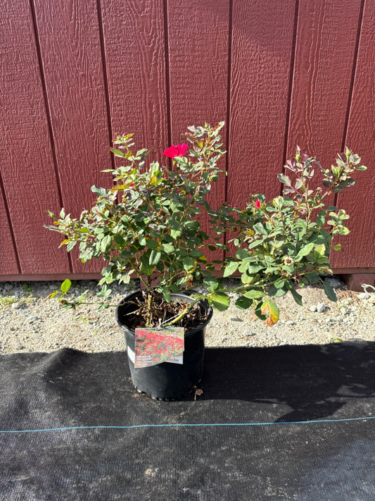 Miracle On The Hudson Rose