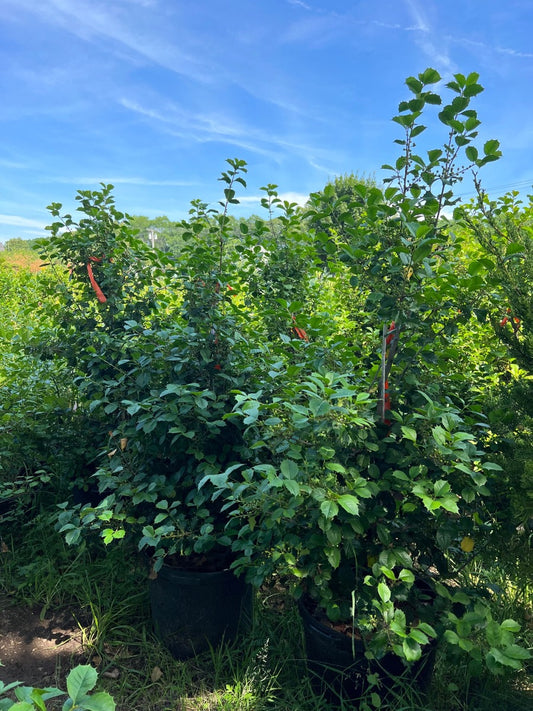 'Satyr Hill' American Holly