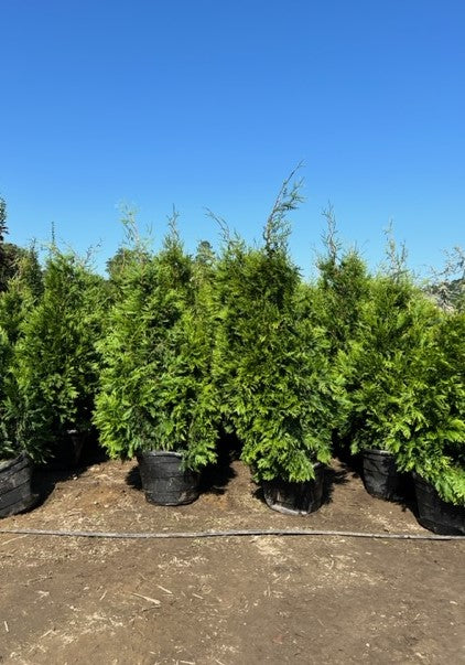 Green Giant Arborvitae