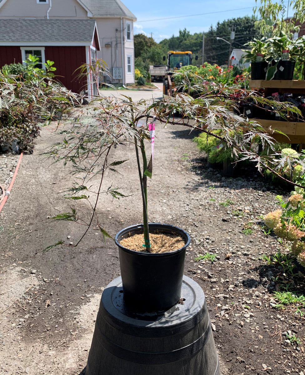 Tamukeyama Dwarf Japanese Maple-3 gallon