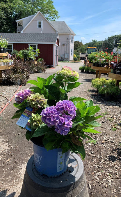 Tilt-a-swirl Hydrangea