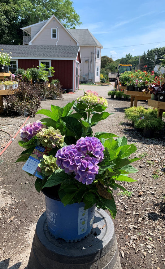 Tilt-a-swirl Hydrangea