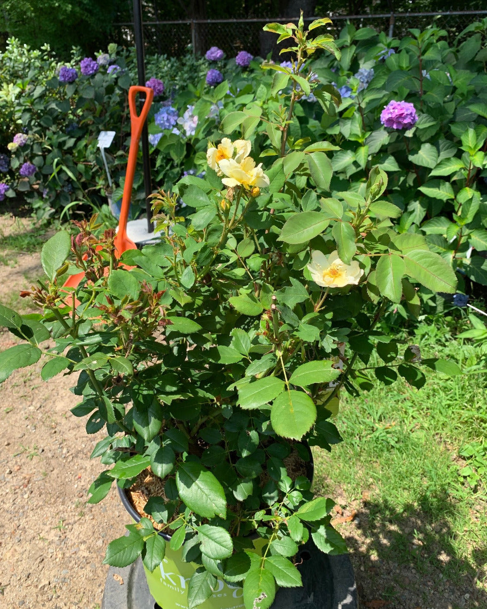 Sunny Knock Out Rose
