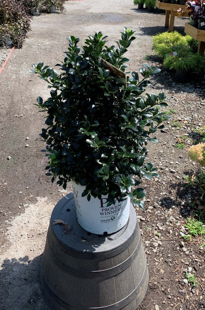 Castle spire Holly