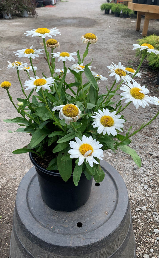 Becky Shasta Daisy