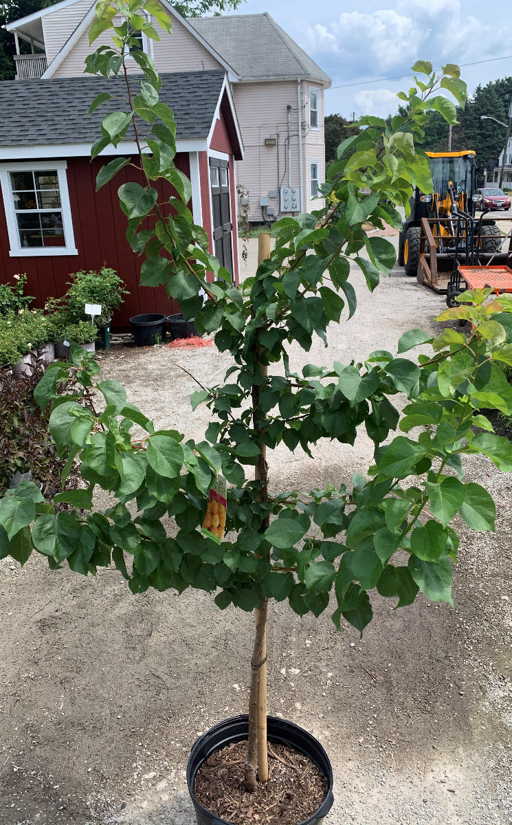 Perfection Apricot