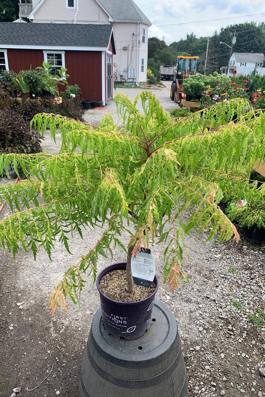 Golden Cutleaf Sumac