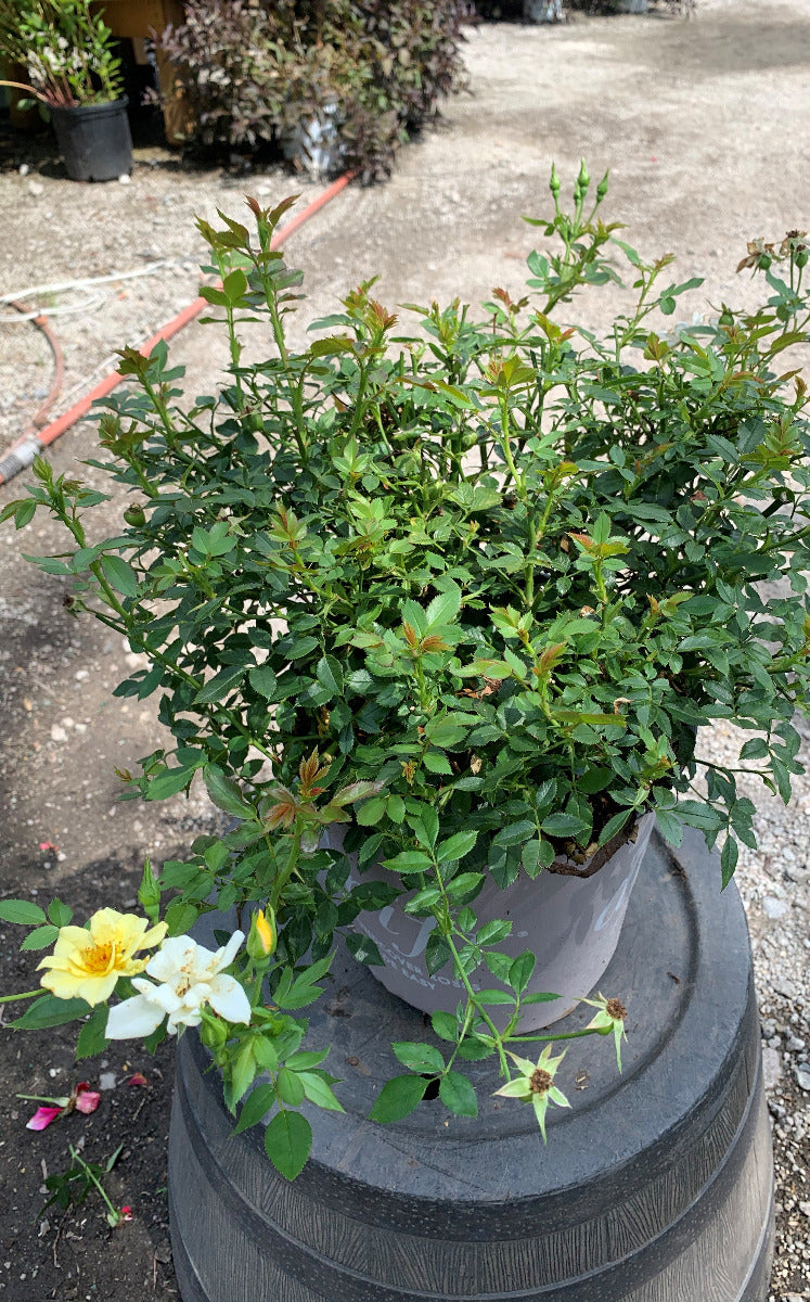 Lemon Drift Rose