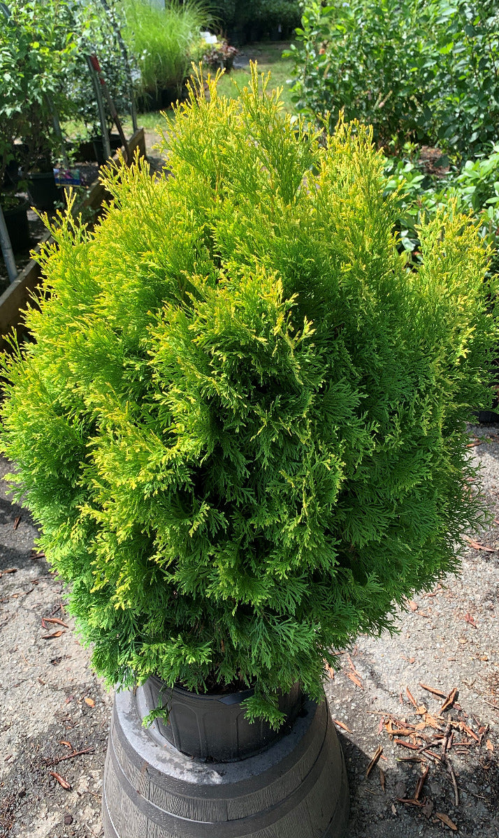 Amber Gold Arborvitae