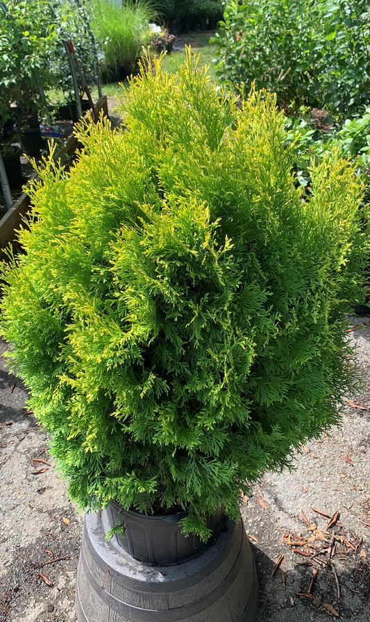 Amber Gold Arborvitae