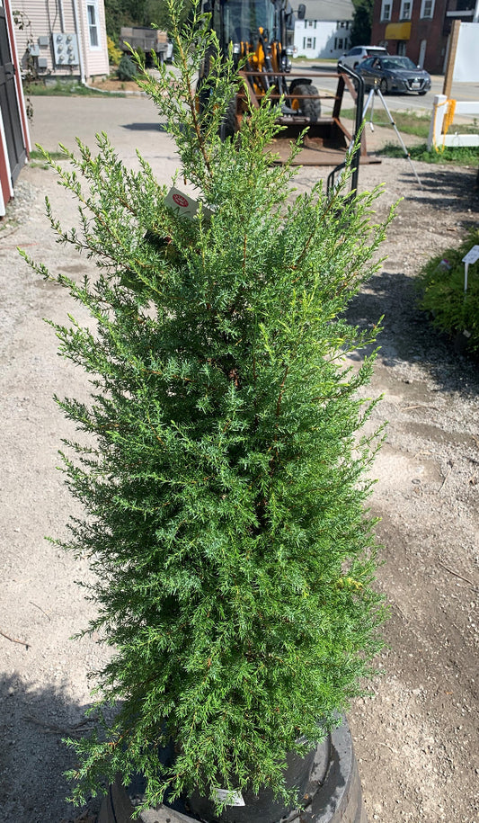 Gold Cone Juniper