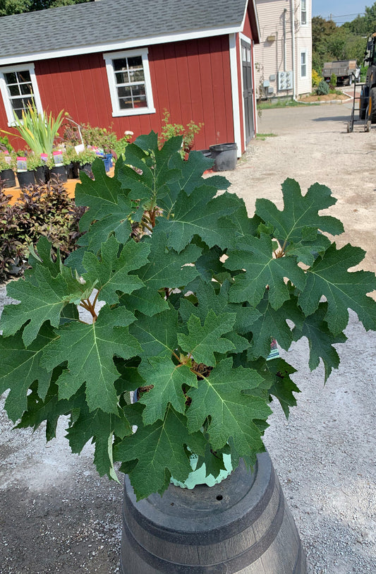 Queen of Hearts Hydrangea