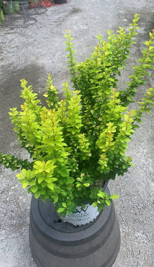 Golden Pillar Barberry