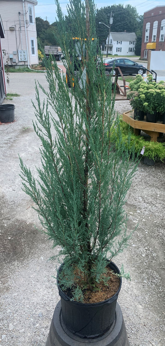 Skyrocket Juniper