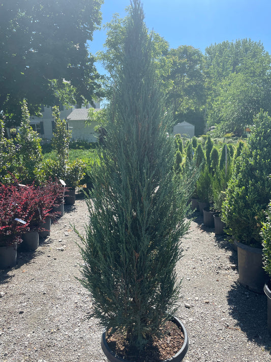 Blue Arrow Juniper