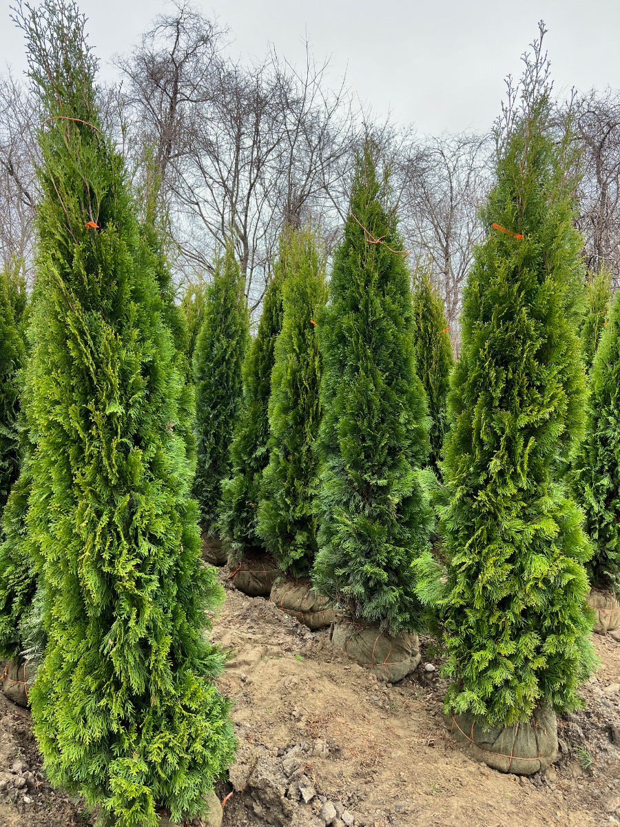 Emerald Green Arborvitae