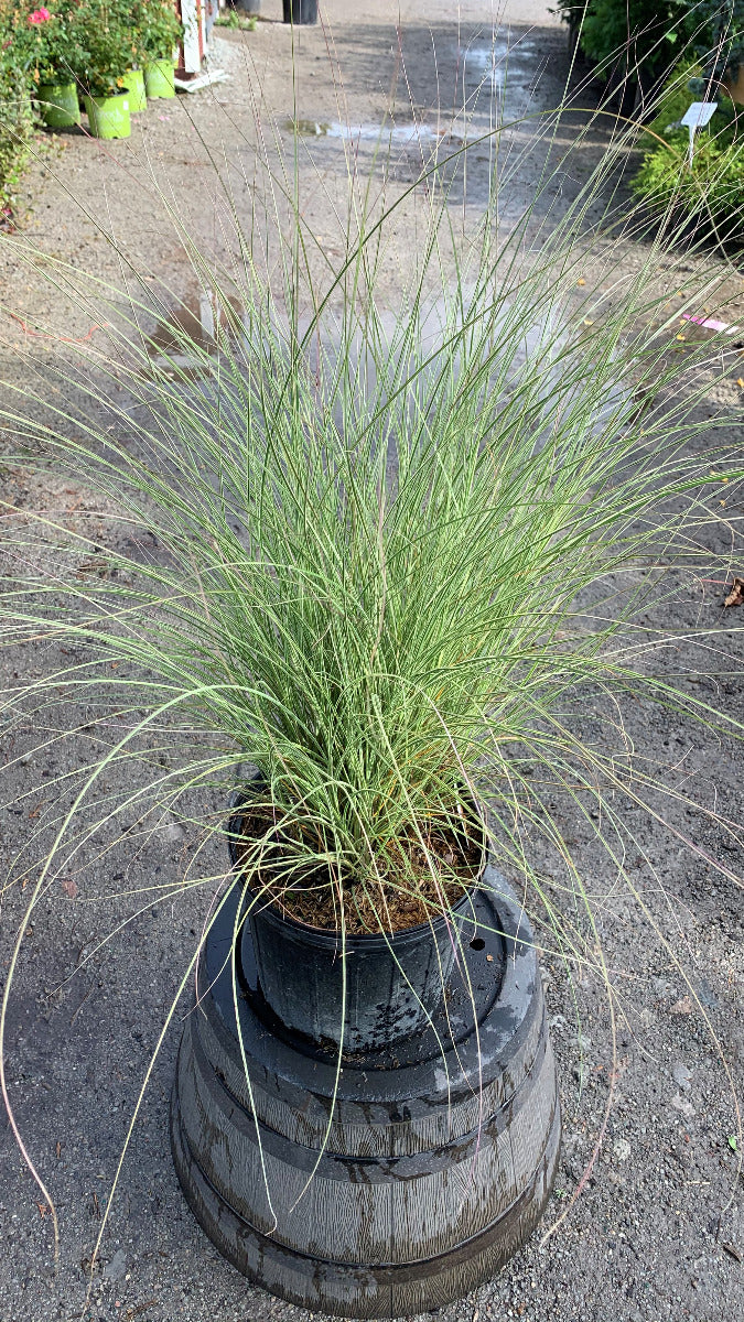 Morning Light Maiden Grass