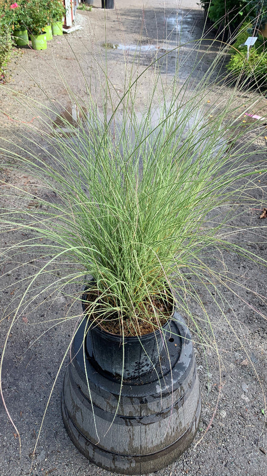 Morning Light Maiden Grass