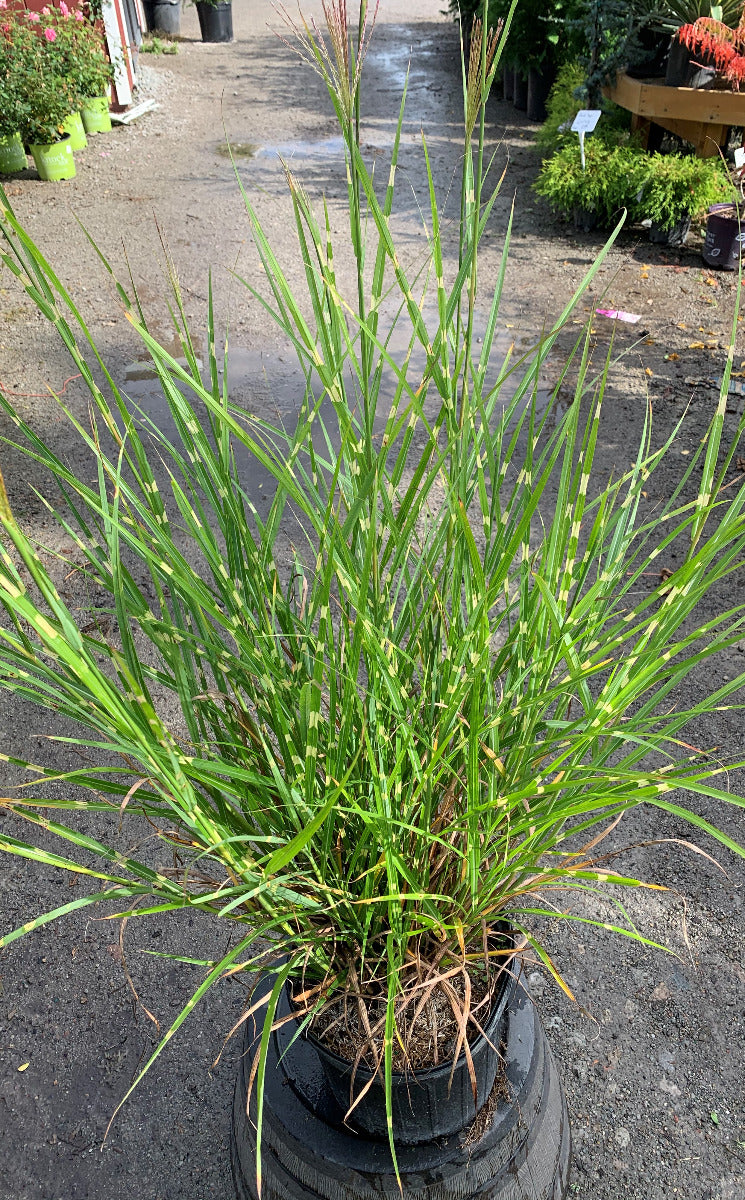 Porcupine Grass