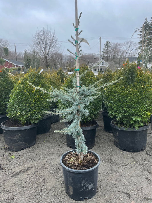 Blue Atlas Cedar