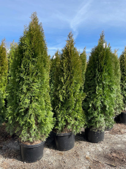 Emerald Green Arborvitae