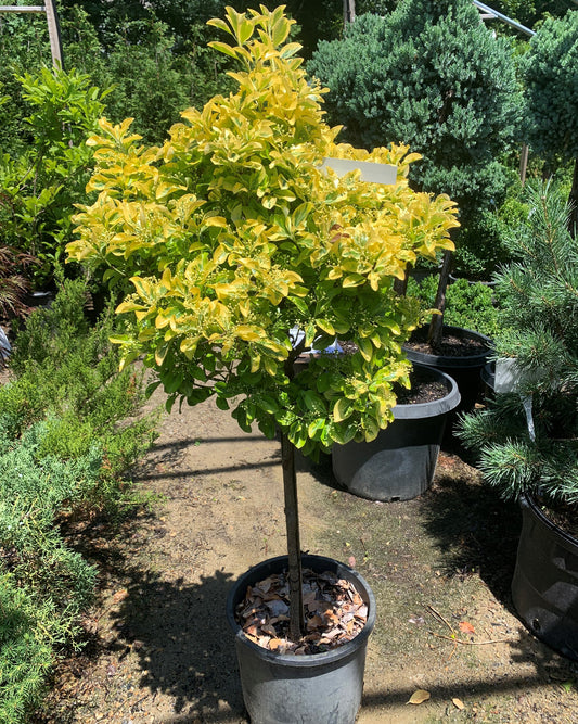 Aureomarginatus Euonymus